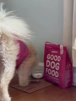 #dogwithallergies #pickyeaterdog 