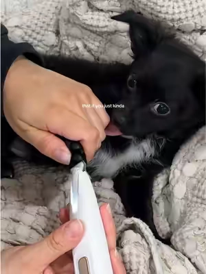 he’s such a good boy!! #doghairtrimmer #dogpaws #doggrooming #longhairchihuahua #dogs 