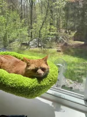 Silly cat.