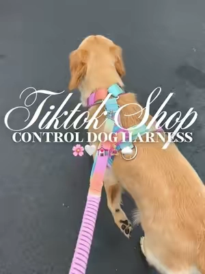 Control dog harness 🌸🤍💒🧘🏼‍♀️☁️#fyp #dogharness #dogwalk #nopullharness #nopulldogharness 