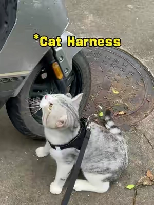 Put this harness on your cat and tell me he doesn’t suddenly become an explorer #catsoftiktok #catlife #Cat harness #felinefun #fyp #tiktokshopsummersale