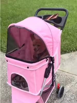 Coche para mascotas #petstroller #cocheparamascotas 