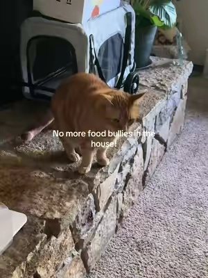 This is going to be so amazing!!! #automaticcatfeeder #catfoodtips #catfoods #heapets #cats 