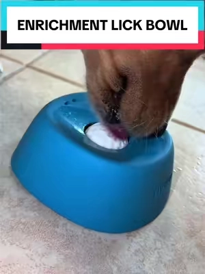 This worked so well to get my dog extra enrichment! #dogenrichment #enrichmentfordogs #dogs #dogsoftiktok #puppy 