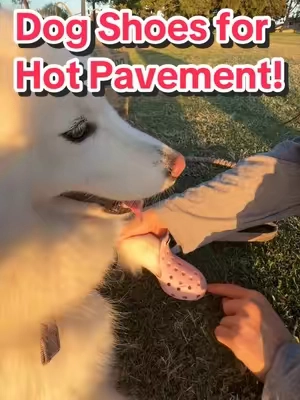 These Dog Shoes can help protect your Dogs from the hot pavement on your next walk! #dogshoes #dogs #PetsOfTikTok #dogsoftiktok #doglife 