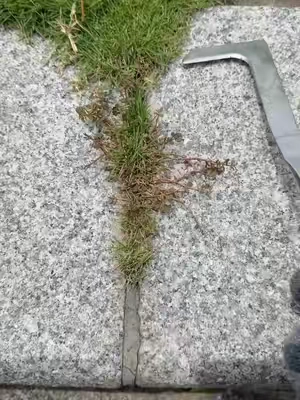 Do you still use butter knife,screwdriver and fire torch for this type grass in crevice? Check this All-in-One Weeding Warrior! Tame your home with ease. 🌿🛠️50% Off Limited Stock! Shop Now ❤️ Rock #GardeningHack #WeedingTool #MustHaveGadget #dealsforyoudays #SummerWins