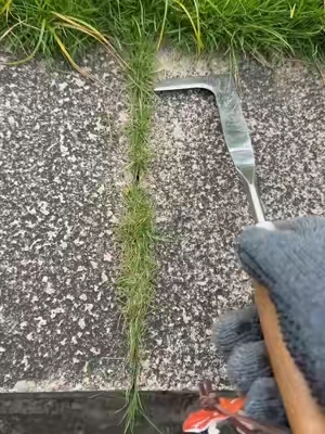 Do you still use butter knife,screwdriver and propane torch for this type grass in crevice? Rock #crevicetool#magictools#drivewaycracksgrass#DealsforYouDays#summerwins