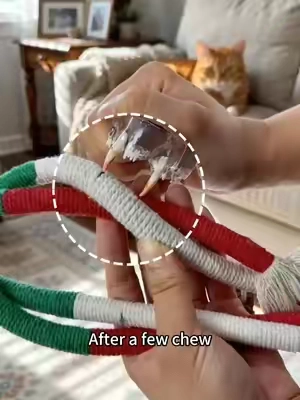 #catmom #cattoys #catsoftiktok #cathealth #DealsForYouDays 