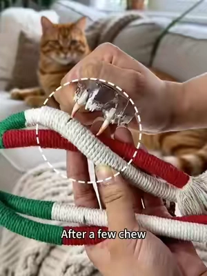 #catlover #DealsForYouDays #cattoys #catsoftiktok #catmom 