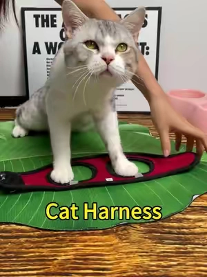 If you put a harness on your cat, would he hide or demand an adventure? 😹 #catsoftiktok #catlife #Cat harness #felinefun #fyp #tiktokshopsummersale