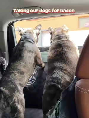 Road trips are a whole lot easier when muddy paws, pet hair, and slobber stay off your seats. 🐾 This hard bottom backseat protector gives your dogs a sturdy place to ride while helping protect your vehicle from everyday messes. Waterproof, easy to wipe clean, and perfect for everything from quick errands to weekend adventures. #DogCarEssentials #PetTravel #DogRoadTrip #CarSeatProtector #TikTokShopFinds