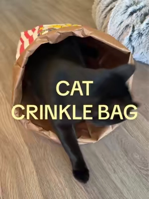 CRINKLE BAG CAT HIDEOUT‼️ #cattok #cats #catsoftiktok #pets 
