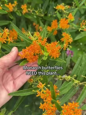 If you want to help monarch butterflies, planting milkweed is one of the best things you can do. 🦋 Milkweed is the host plant monarch caterpillars rely on, while the blooms also attract butterflies, bees, and other important pollinators. This 500 heirloom milkweed seed mix includes multiple varieties to help you create a beautiful pollinator garden packed with native wildflowers. Whether you’re planting a butterfly garden, wildflower meadow, or simply adding more native plants to your yard, these milkweed seeds are an easy way to make a difference. 🌼🌿