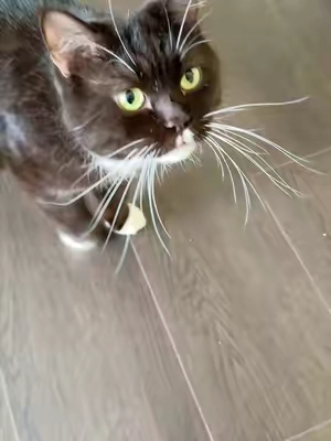 No More Guessing Where to Clip#catpick  #catnail    #catnailclipping   #nailtrim  