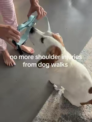 Thankful is an understatement #dogfriendlyco #dogharness #dogleash #dogcollar #dog