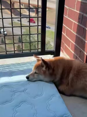 🥺🤍 @Lesure Pet #dogbed 