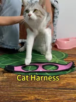 Harness on, door open… is your cat ready to explore or ready to run back? #catsoftiktok #catlife #Cat harness #felinefun #fyp #tiktokshopsummersale