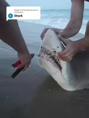 Replying to @Fishing Fanatic Day 15: Catching a Shark on New Jersey Beach 