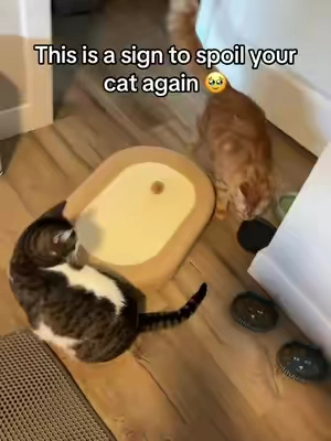 They love it! #catbed #cat #kitten #cattoys 