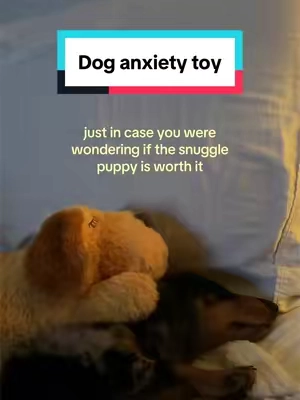 my puppy loves this #doganxietytoy #puppy #minidachshund #dogtoy #anxiety 