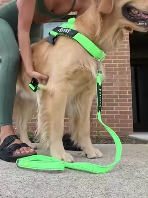 the last one is the most important when searching for the right dog harness 🐶🐾 #dogharness #dogwalking #nopullharness #wearedogfriendlyco #goldenretriever 