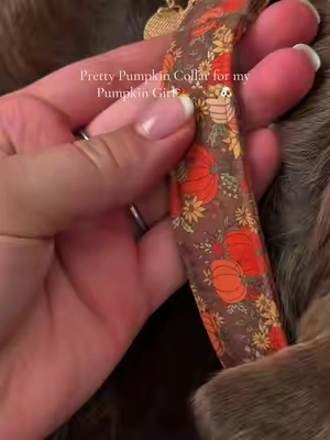 Adorable on her! #fall #dogs #dogcollar #pumpkins #cute 