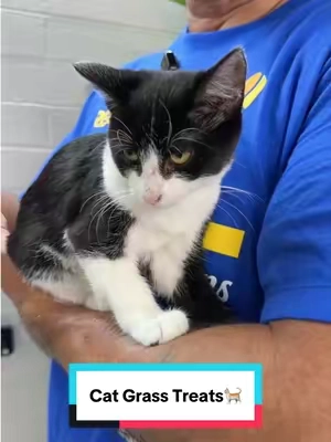 Esta es la mejor manera de lidiar con las bolas de pelo de tu gato🐈 #cat #catsoftiktok #catlovers #cattips #cattreats @Just Try Pet US 