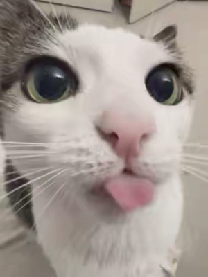 bg: @ichigo.asmr #honeypot #zyxcba #fyp #waxcracking #kitty 