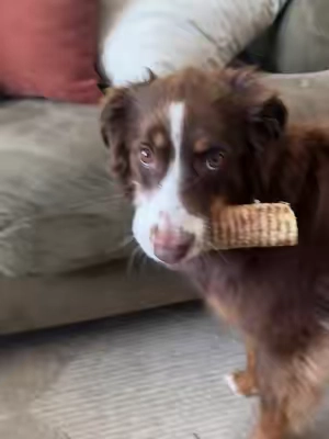 Beef trachea works so well to clean my dogs teeth to help with her stinky dog breath 
