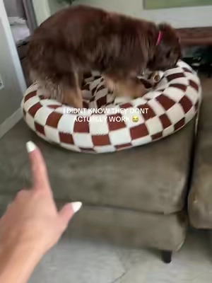 This beef trachea is such a good  way to keep my dogs teeth clean ! 