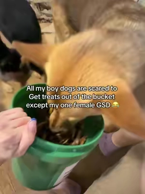 I literally just ordered another bucket of these chicken feet they love them so much lol healthy dog treats #chickenfeet #kinglou #dogdental #healthydogtreats #dogmom @King Lou Beach Club 