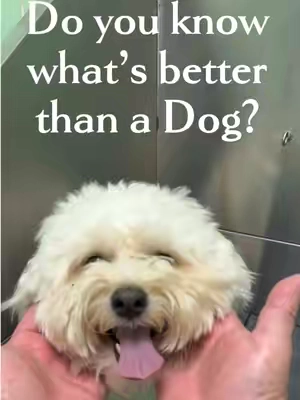 The best shampoo for pets with dry, itchy skin or those with allergies. @PETHROOM Global #doggrooming #dogshampoo #petshampoo #cleandog #dirtydog 