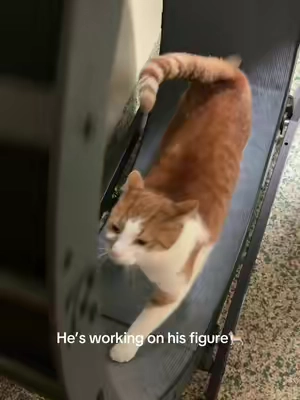 #catwheel #fatcat #orangecat #catmom #cattoys 