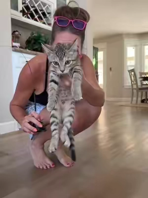 The best cat toy! #cattoy 
