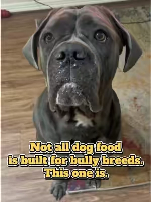 If you're feeding a bully breed, you need to see this. Built for bully breeds with real beef for strength and lean muscle. High Omegas support healthy skin and a shiny coat. Glucosamine and chondroitin help keep joints strong. No corn, wheat, or soy, just premium nutrition. LinkedIn shopping cart Below. #BullyBreed #canecorso 