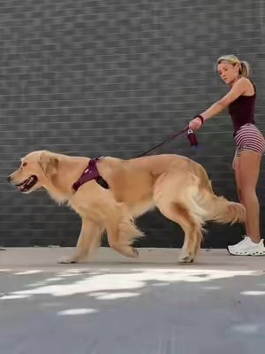 the only no pull harness that ACTUALLY helped us during our leash training journey 🥹🐾🙌🏼 #nopullharness #goldenretriever #wearedogfriendlyco #tiktokshopcreatorpicks #tiktokshopsummersale 