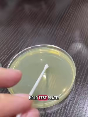 I had no clue mold was actually dangerous😰 #moldtesting #health #mold #respiratoryhealth #tiktokshop 