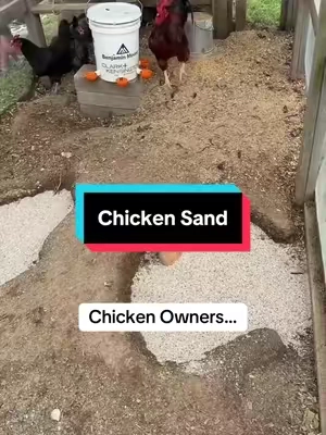 Bags of sand for chicken coops and run #homesteading #homesteaders #chickensoftiktok #backyardchickens #chickencoop 