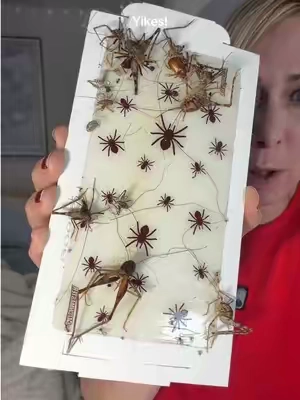 Use the TERRO indoor bug control insect traps to catch spiders, ants, crickets, roaches and other crawling insects. 🐜 🕷️ 