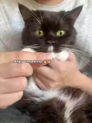 Calm Cat Nail Trim ASMR#catpick  #catnail    #catnailclipping   #nailtrim  