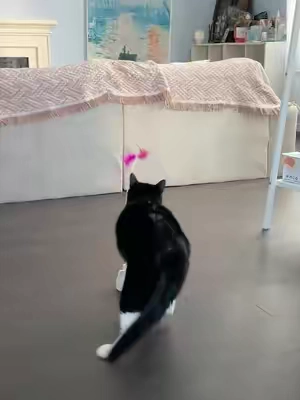 If indoor cats don’t get enough of this kind of stimulation for a long time, they may sleep more and feel bored.#catpick  #catmoms   #catsofttiktok  #cattoy   #pettoys 