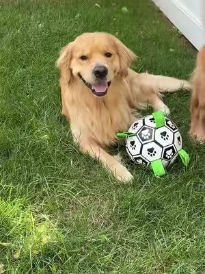 His favorite thing in the whole world ⚽️ #dogtoy #dogball #soccerballfordogs #dogenrichment #dogmusthaves 