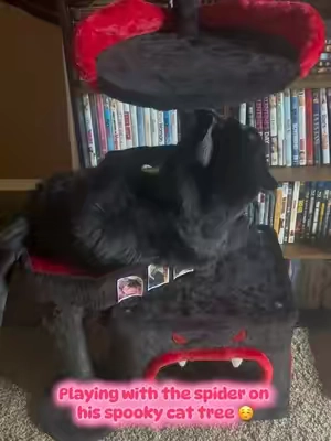 He’s so cute 😭😭🐈‍⬛🕷️🕸️🖤 #cat #cats #blackcat #cattree #gothic 