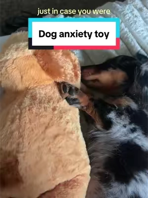 he loves this thing #puppy #doganxietytoy #minidachshund #puppytoy 