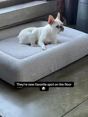 She has a nicer bed than me now. #dogbed #petbed #wearedogfriendlyco #dogmom #tiktokshopcreatorpicks 