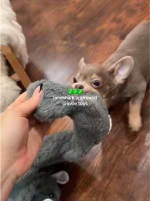 they love playing tug o war with these!! #dogtoys #puppy #dogmom #toysfordogs 