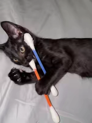 Cool cat toys #cat #tiktokshop #toy 