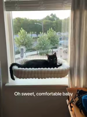 This window perch is perfection 🤌🏼 #cattok #catsoftiktok 