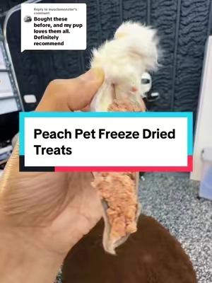 Replying to @musclemonster He LOVES them!  #PetTok #BackToSchool #PeachPet #SchoolEssentials #FreezeDriedTreats 