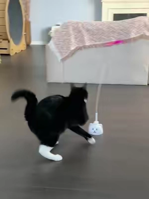 Mental Stimulation Matters for Indoor Cats#catpick  #catmoms   #catsofttiktok  #cattoy   #pettoys 